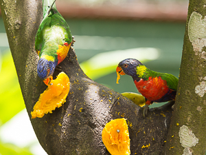 Red-collared Lorikeet, Jardin Biological Garden, Guadeloupe.